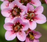 Bergenia crassifolia