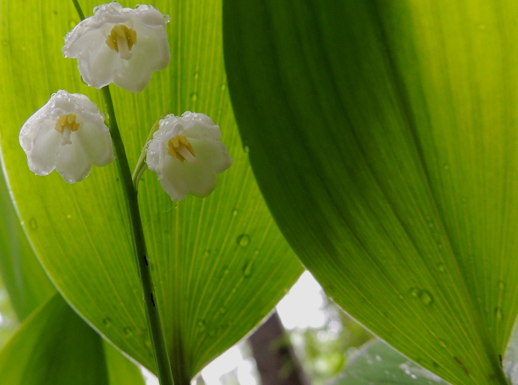 Image of Convallaria keiskei specimen.