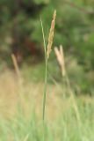 Calamagrostis glomerata