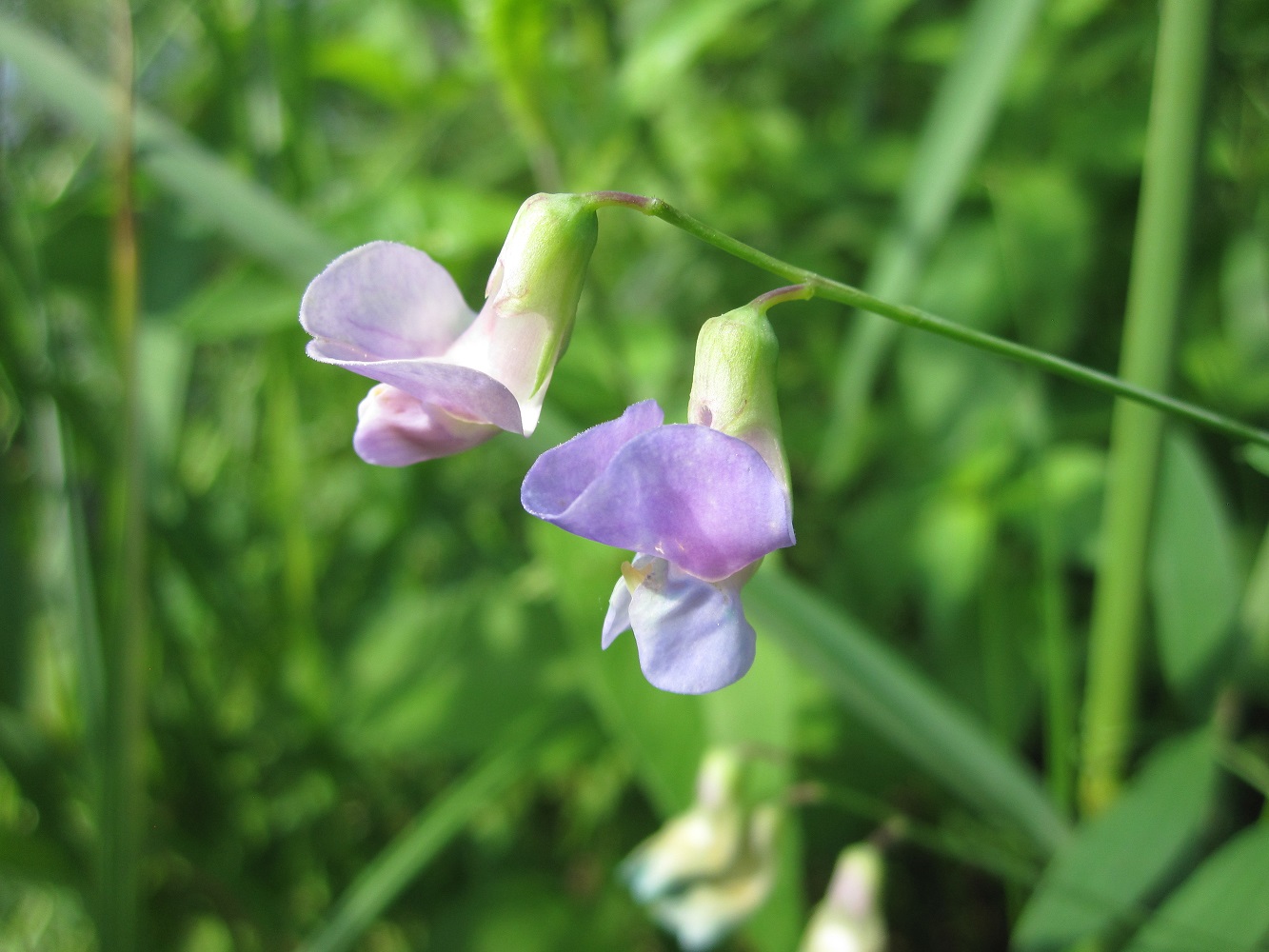 Изображение особи Lathyrus palustris.