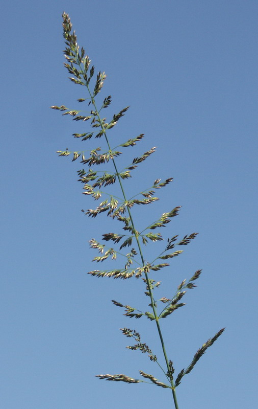 Изображение особи Calamagrostis neglecta.