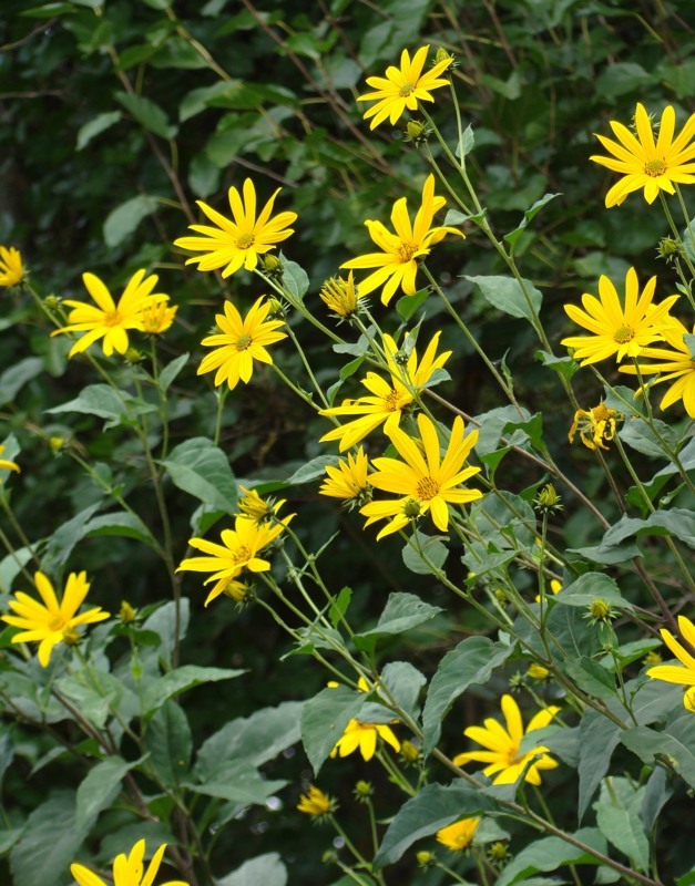 Изображение особи Helianthus tuberosus.