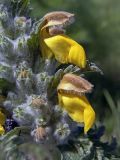 Phlomoides speciosa. Часть соцветия (крупным планом). Южный Казахстан, хр. Боролдайтау. 05.05.2007.