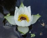 Nymphaea tetragona