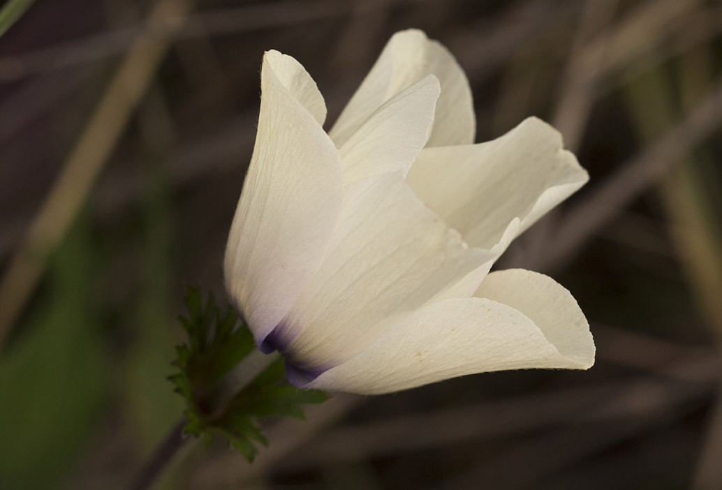 Изображение особи Anemone coronaria.