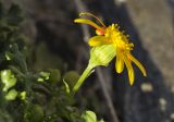 Senecio leucanthemifolius. Верхушка побега с соцветием. Греция, Эгейское море, север о-ва Парос, национальный парк Св. Яниса Детис Колимбифрес; скалистый берег моря. 14.01.2016.