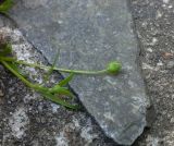 Sagina procumbens