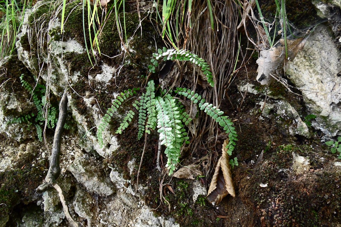 Изображение особи Asplenium trichomanes.