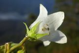 Campanula pendula. Цветок (вид со стороны чашечки; под чашечкой видна капля выступающего млечного сока после повреждения стебля). Республика Адыгея, Майкопский р-н, ок. 1 км севернее пос. Хамышки, южный склон горы Монах, выс. ок. 1000 м н.у.м., на краю скалы. 21.08.2016.