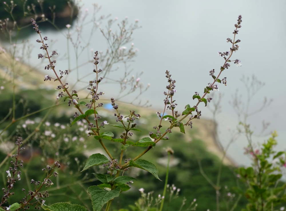 Изображение особи Isodon japonicus var. glaucocalyx.