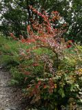 Ulmus japonica. Дерево с листьями в осенней окраске. Приморье, окр. г. Находка, у обочины лесной дороги. 13.09.2016.