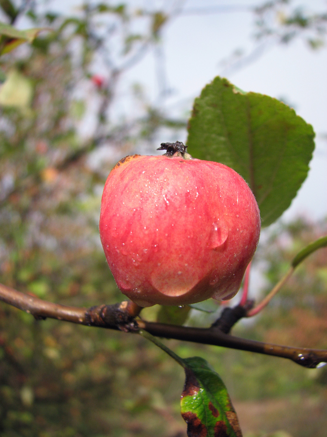 Изображение особи Malus sylvestris.