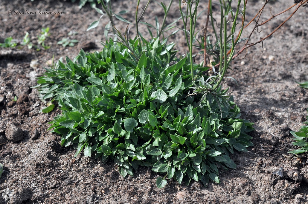 Изображение особи Campanula rotundifolia.