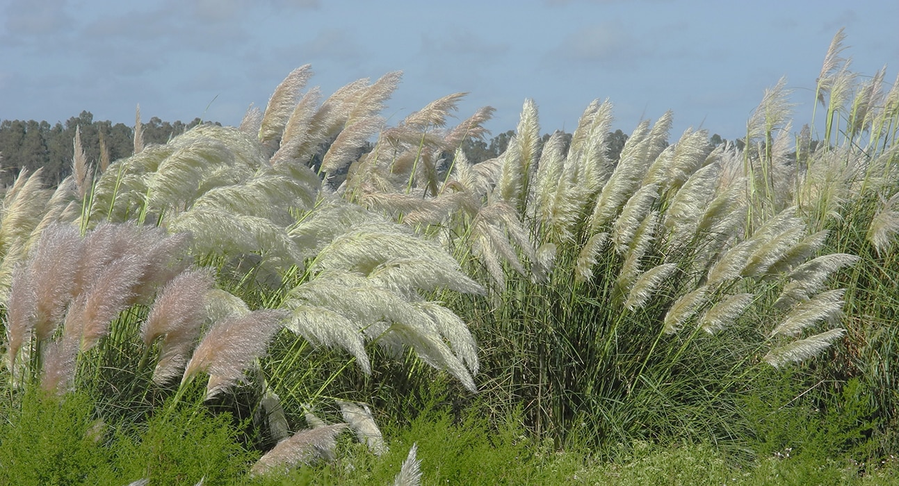 Изображение особи Cortaderia selloana.