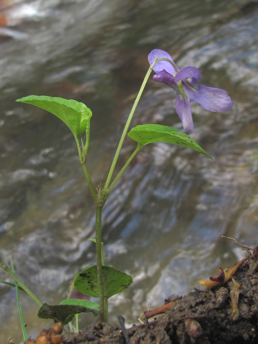 Изображение особи Viola reichenbachiana.