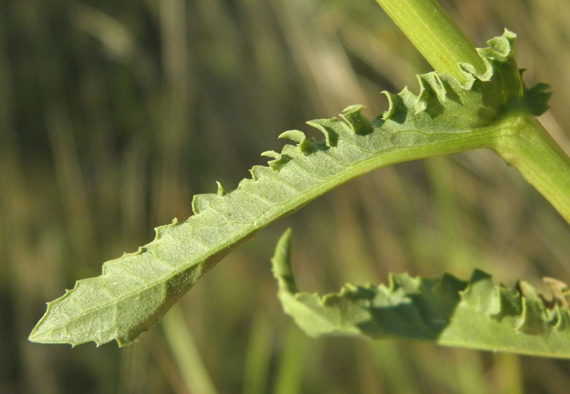 Изображение особи Senecio paucifolius.