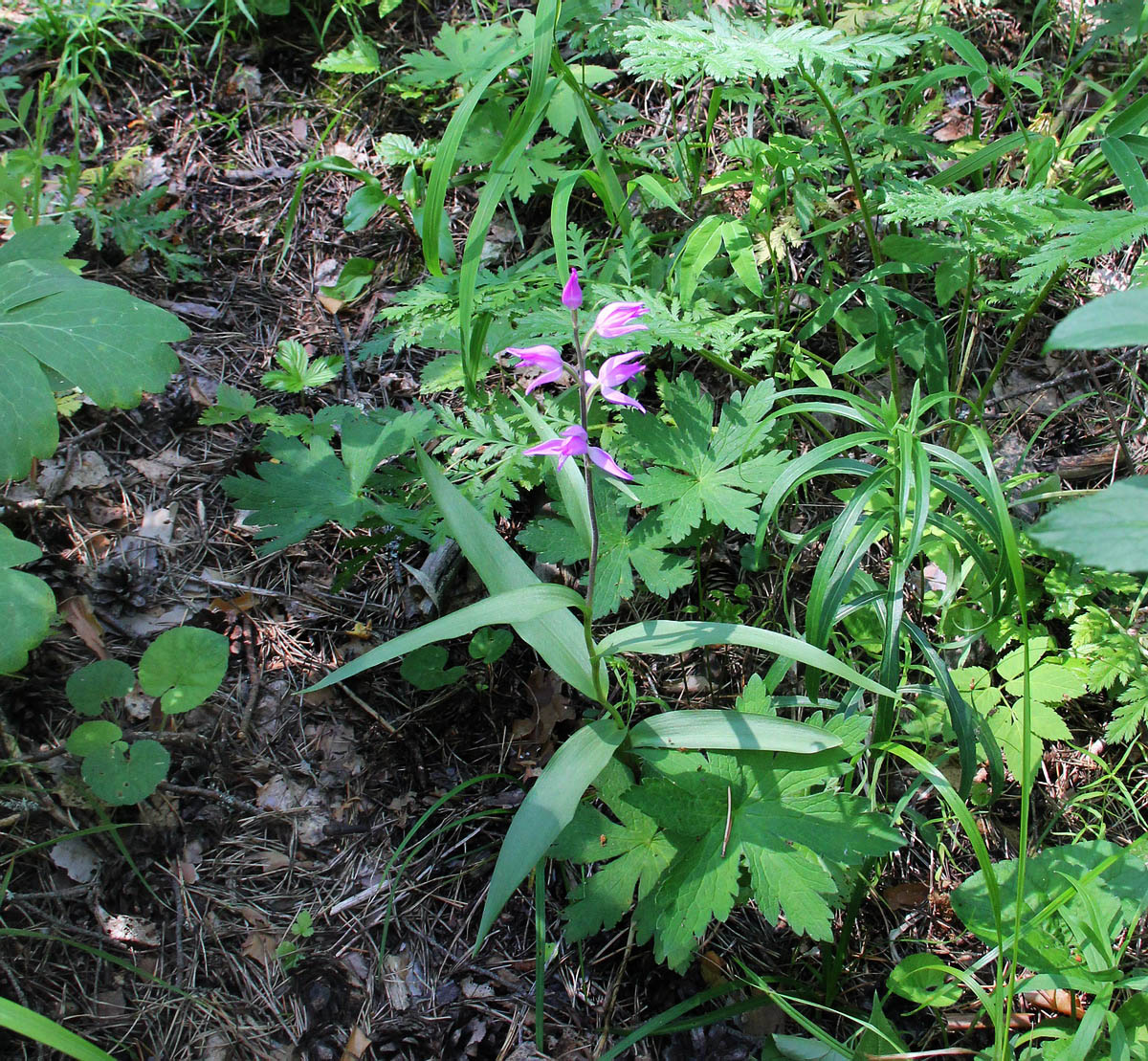 Image of Cephalanthera rubra specimen.