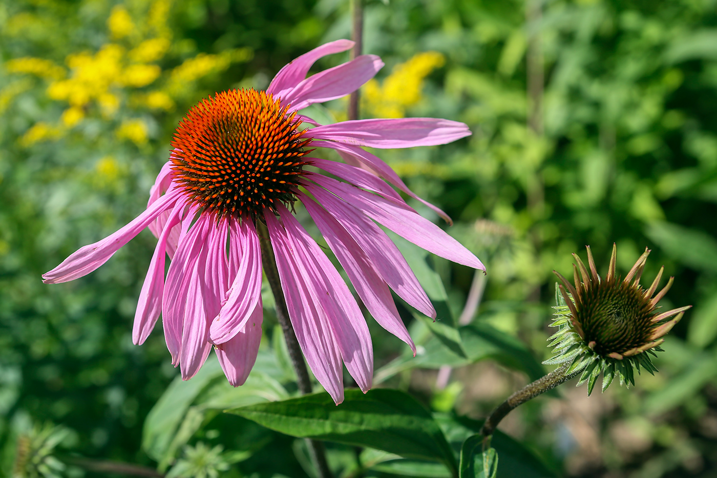 Изображение особи Echinacea purpurea.