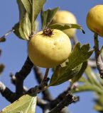 Crataegus azarolus. Плод и листья. Республика Кипр, епархия Левкосия (επαρχία Λευκωσίας), Троодос (Τρόοδος), 980 м н.у.м. 28.10.2018.