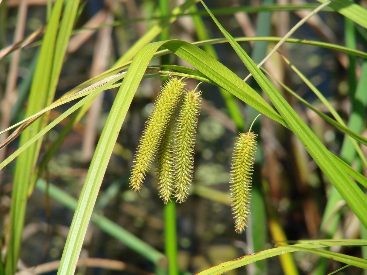 Изображение особи Carex pseudocyperus.