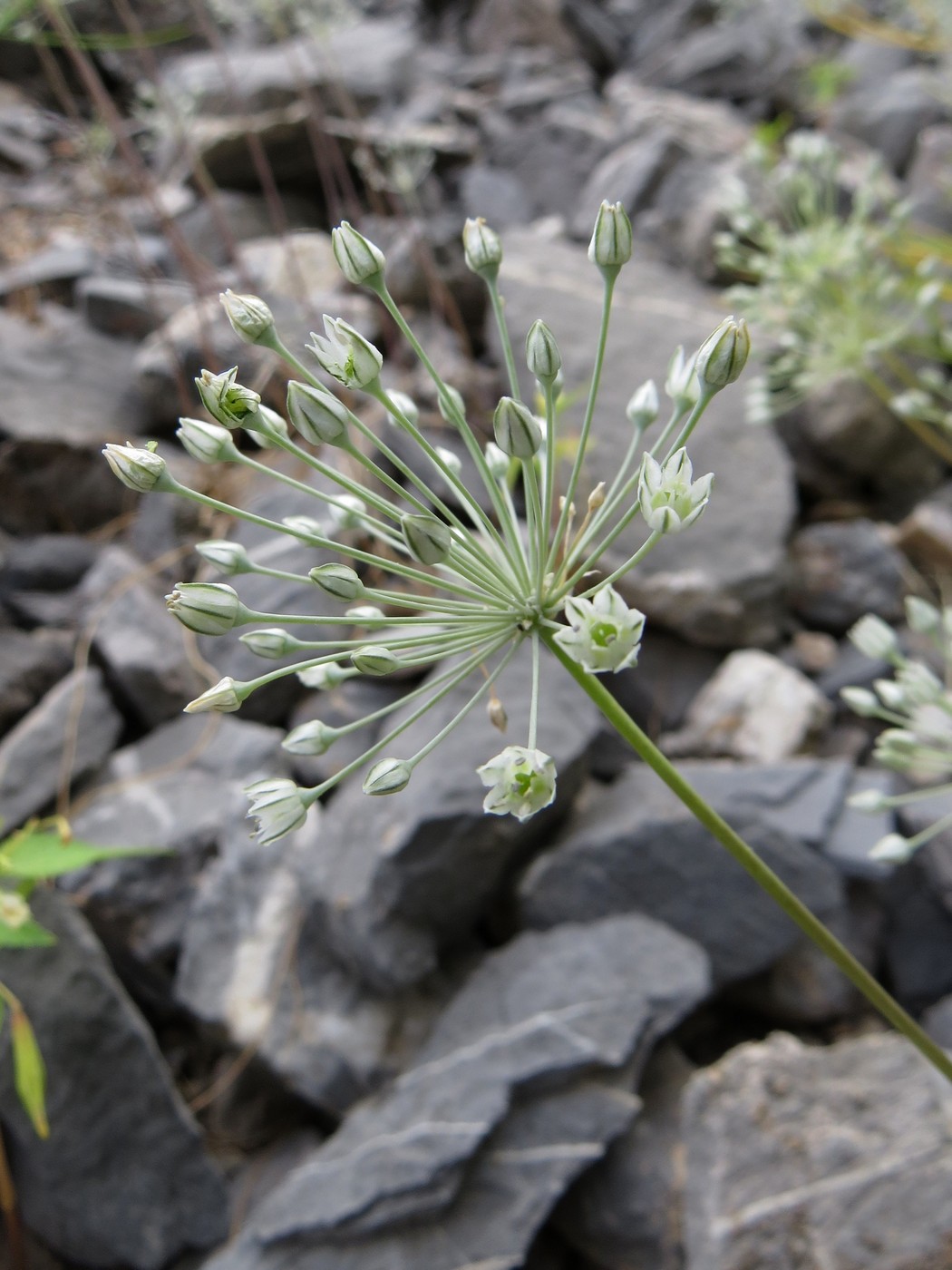 Изображение особи Allium caesium.