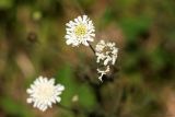 род Scabiosa. Соцветия. Краснодарский край, Туапсинский р-н, Туапсинское городское поселение, возвышенность Варваринка. 19.09.2012.