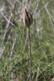 Tulipa tschimganica