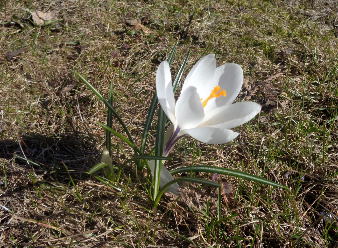 Изображение особи Crocus vernus.