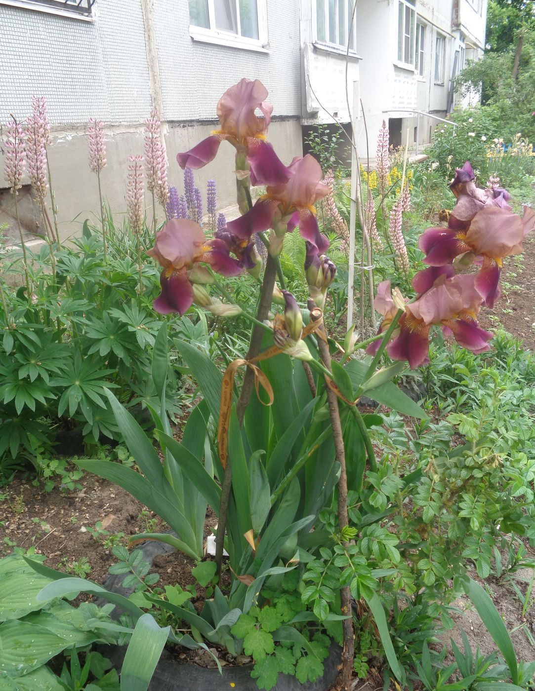 Изображение особи Iris &times; hybrida.