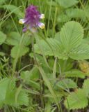 Melampyrum cristatum