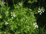 Anthriscus sylvestris