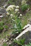 Megacarpaea gigantea. Цветущее растение. Таджикистан, Гиссарский хребет, бас. р. Варзоб, ущелье р. Кондара. 21 апреля 2011 г.
