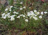 Minuartia arctica