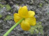 Anemonastrum speciosum