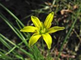 Gagea spathacea. Цветок. Нидерланды, провинция Drenthe, деревня Roden, парк на территории поместья (мызы). 2 апреля 2011 г.