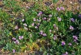 Erodium cicutarium