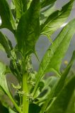 Spinacia oleracea. Средняя часть побега с женскими цветками. Пермский край, пос. Юго-Камский, частное подворье. 4 июля 2020 г.