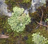 род Cladonia