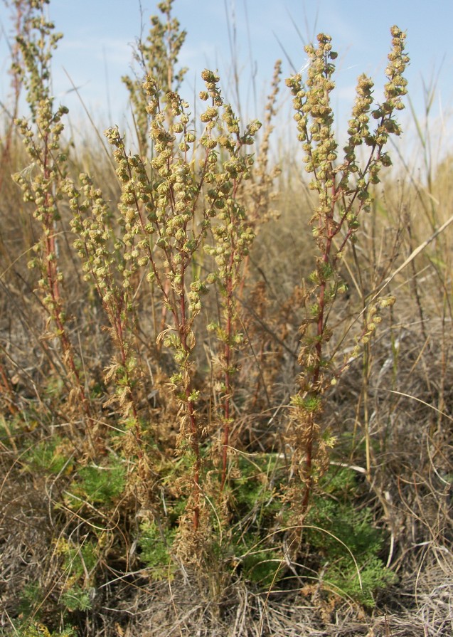 Изображение особи Artemisia rupestris.