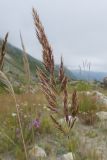 Calamagrostis balkharica