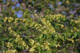 Ulmus pumila. Часть ветви с соплодиями. Крым, Ленинский р-н, с. Новоотрадное, придорожные заросли кустарников. 09.05.2021.