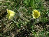 Pulsatilla albana