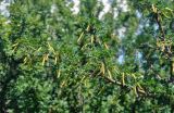 Caragana arborescens. Верхушка ветви с плодами. Алтайский край, Романовский р-н, окр. с. Гуселетово, берег оз. Мормышанское, степь. 26.06.2021.