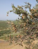 Amygdalus spinosissima. Ветви плодоносящего растения. Узбекистан, Джизакская обл., Фаришский р-н, 4 км ССВ пос. Учкулач, побережье оз. Айдаркуль, степной каменистый склон. 26 мая 2023 г.