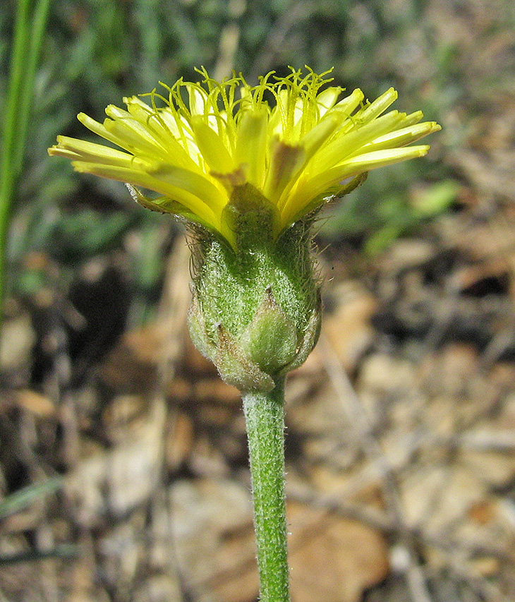 Изображение особи Crepis alpina.
