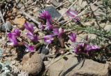 Astragalus subuliformis. Соцветие. Крым, Южный берег, гора Меганом. 07.05.2011.