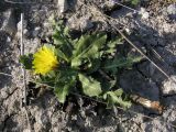 Taraxacum serotinum