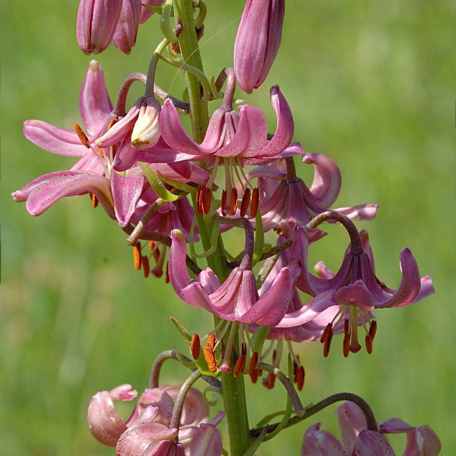 Изображение особи Lilium martagon.