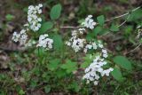 Deutzia parviflora. Ветви с соцветиями. Москва, Главный ботанический сад. 14.06.2008.