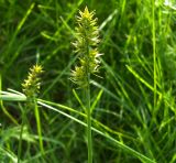 Carex spicata. Соплодие. Курская обл., Поныровский р-н, с. Ольховатка. 12 июня 2007 г.